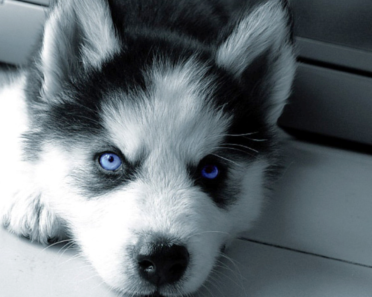 white-siberian-husky-puppies-with-blue-eyes-wallpaper-1